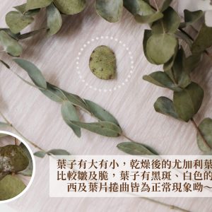 安全圖 _乾燥尖葉尤加利