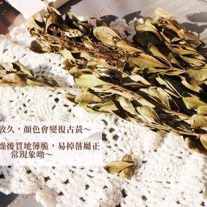 安全圖 _樹蘭葉