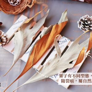 安全圖 _金樺葉