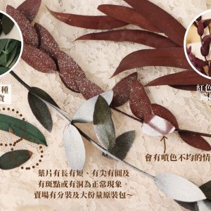 安全圖_不凋小葉尤加利 拷貝