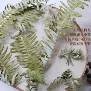 安全圖_乾燥綠芒萁 拷貝