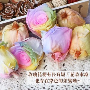 安全圖_彩虹玫瑰