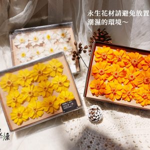 安全圖_百日菊