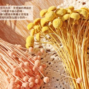 安全圖_紐扣菊 拷貝