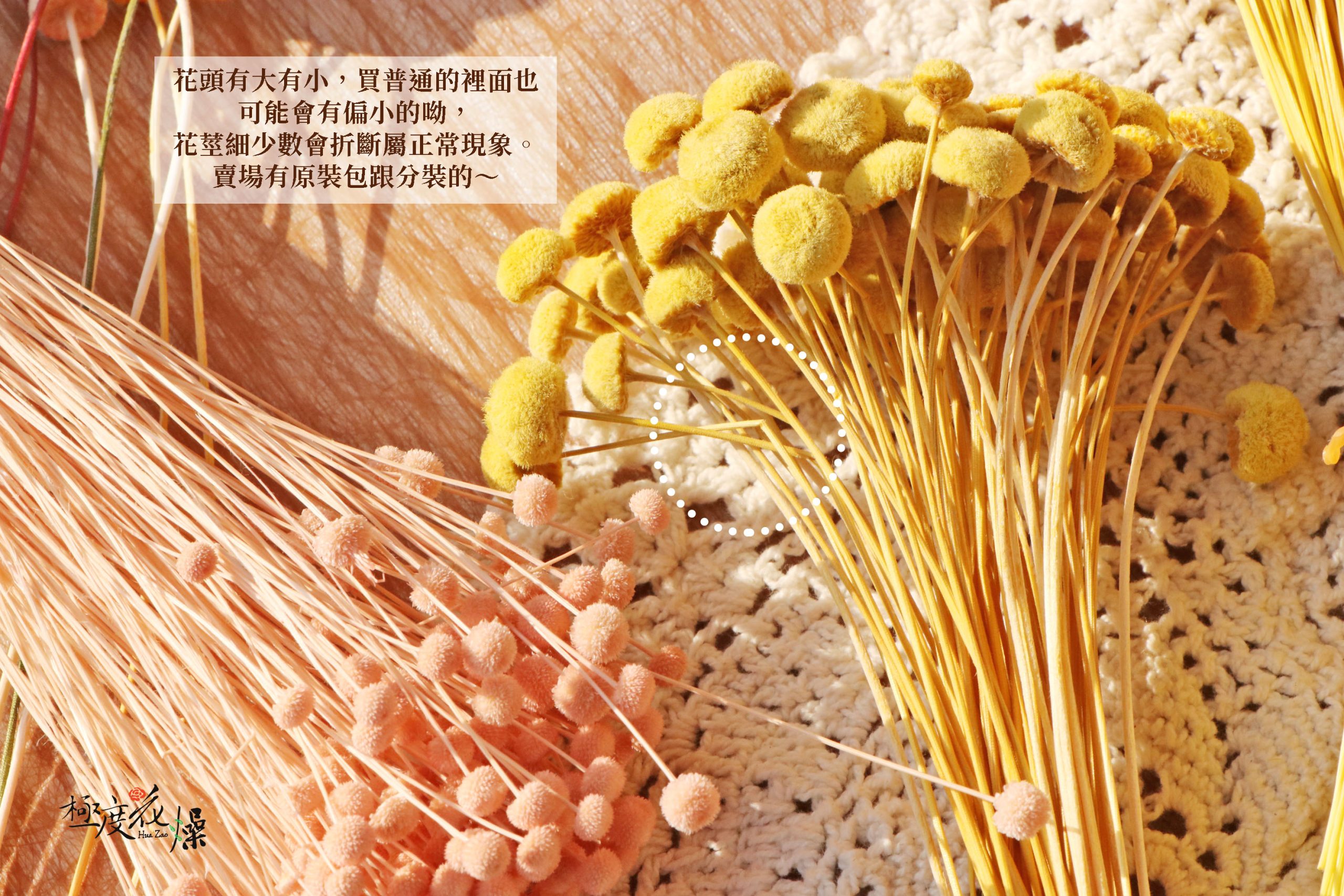 安全圖_紐扣菊 拷貝