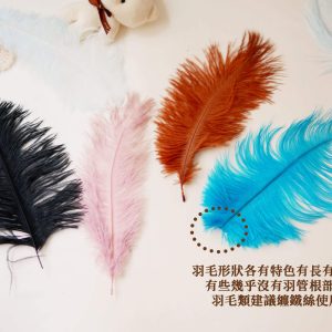 安全圖_駝鳥羽毛