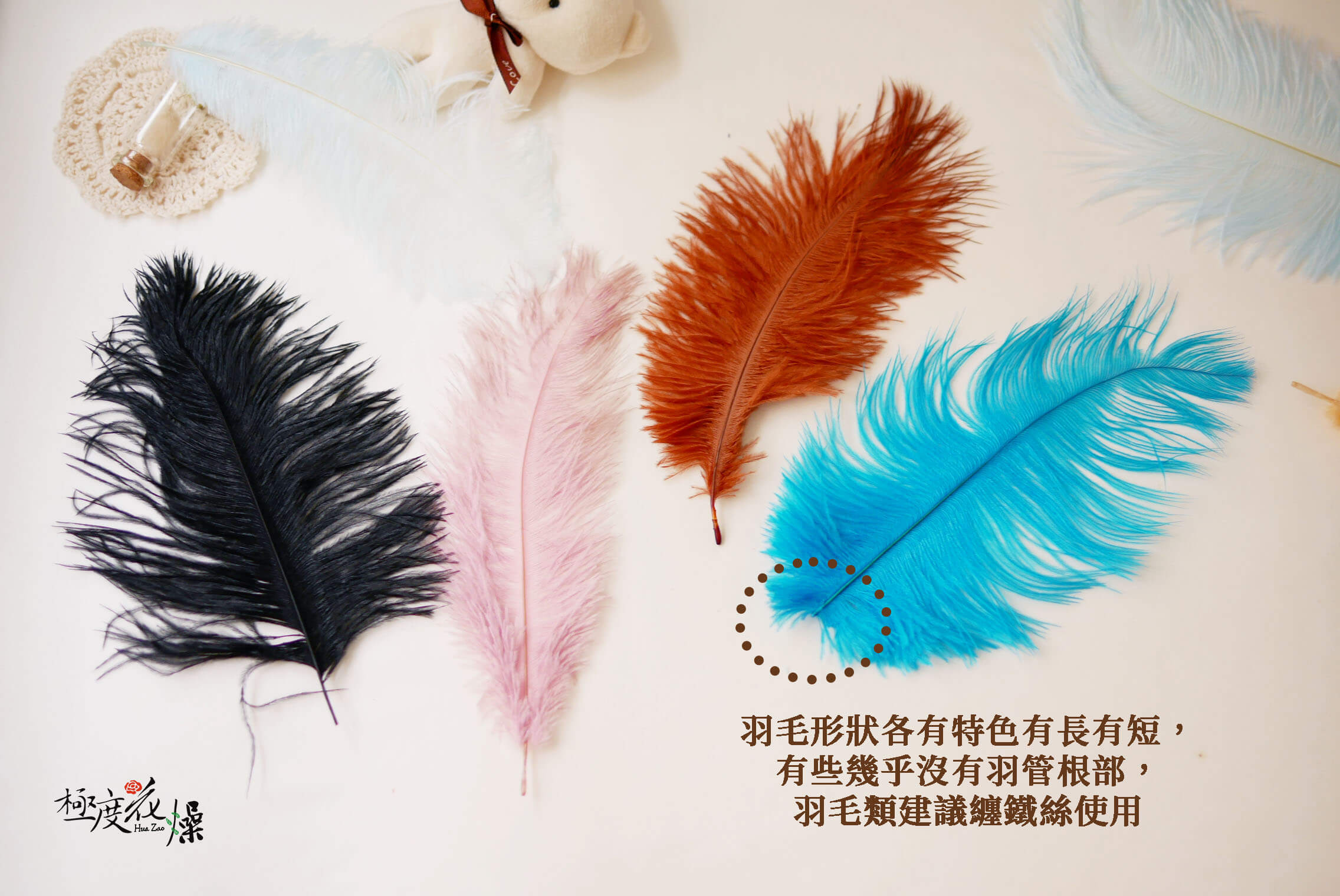 安全圖_駝鳥羽毛