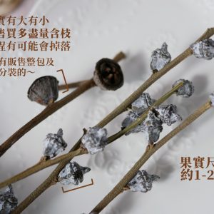安全規格_尤加利老果 嫩果 拷貝