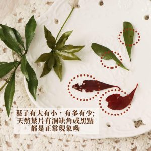 安全詞 _馬醉木葉