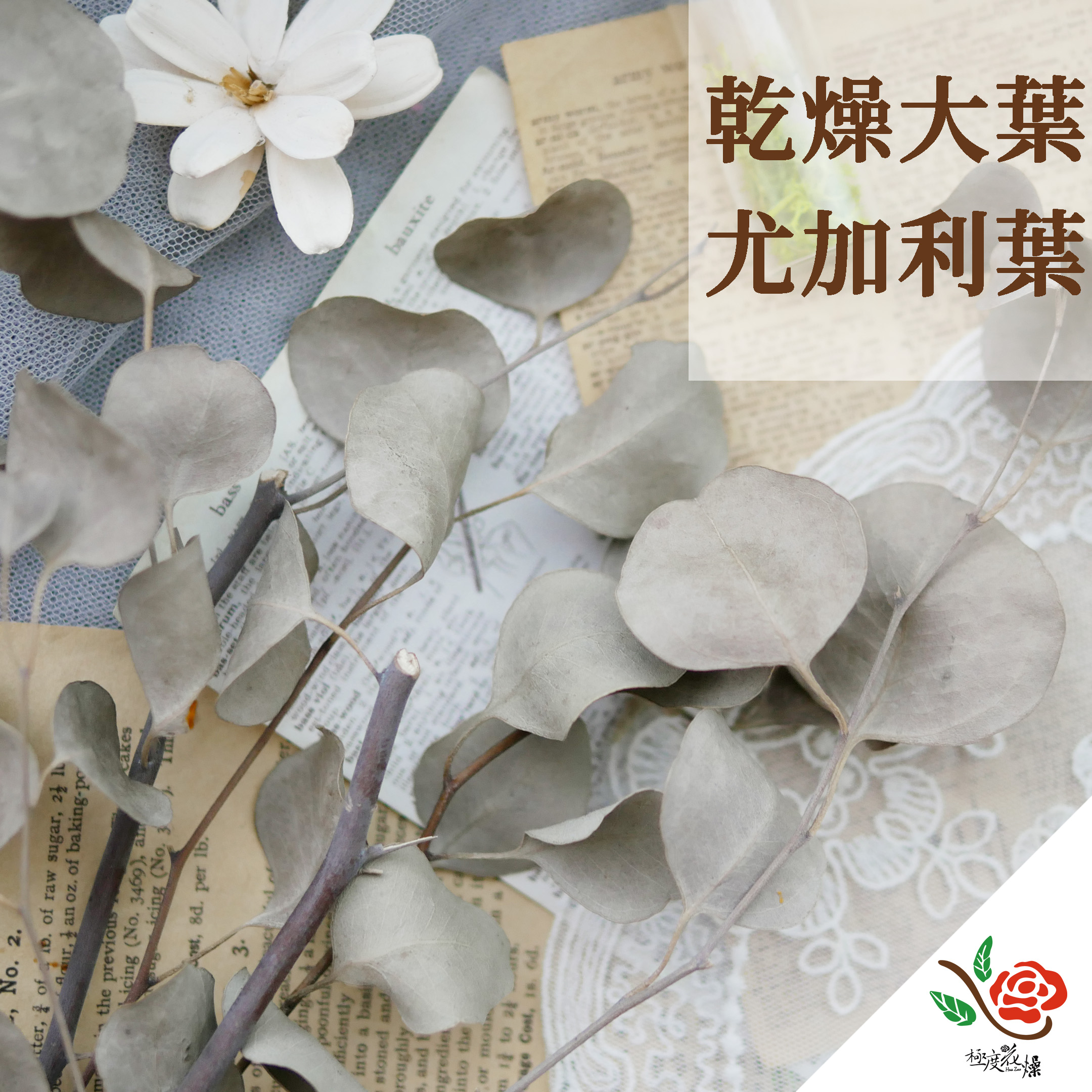 封面_乾燥大葉尤加利葉 拷貝