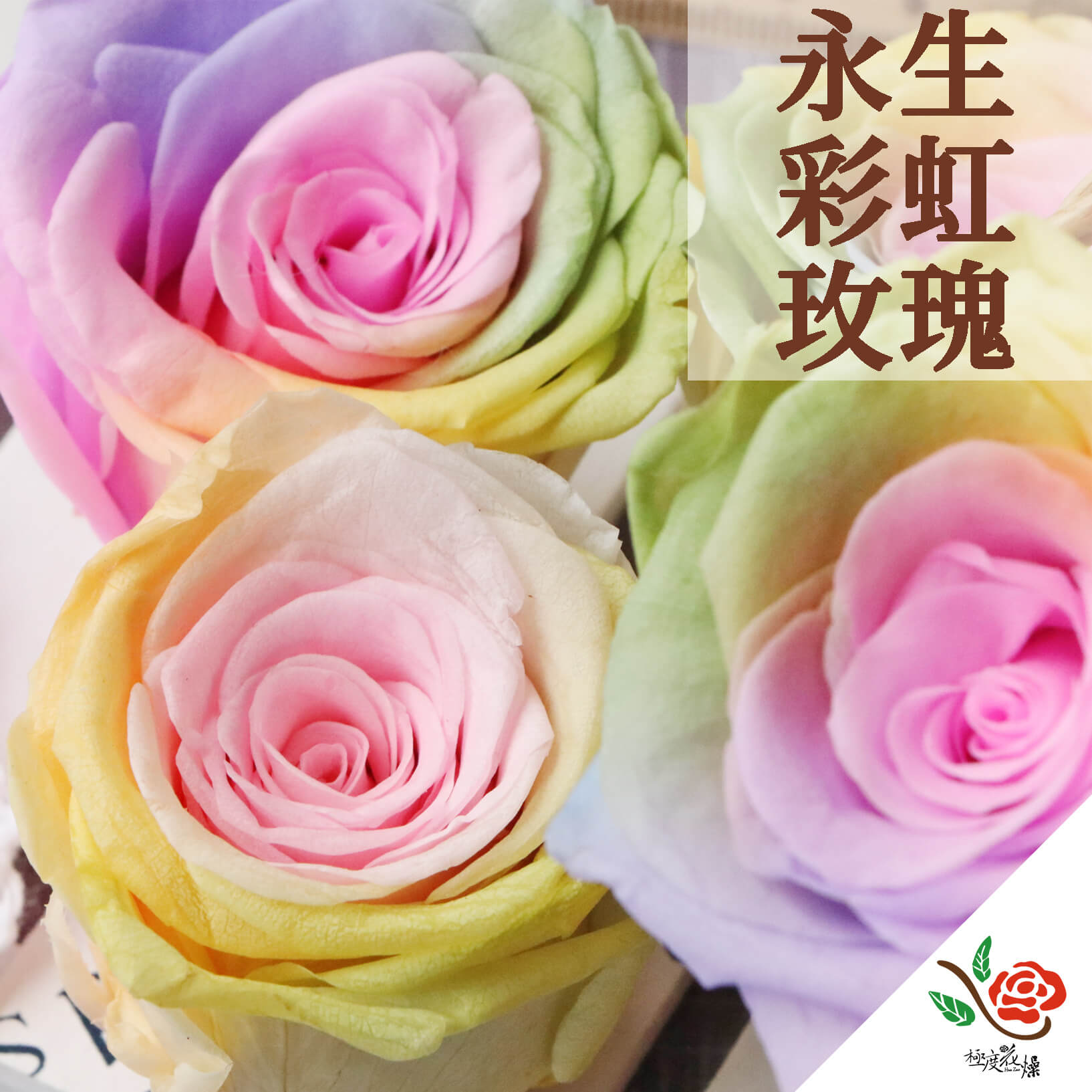 封面_彩虹玫瑰