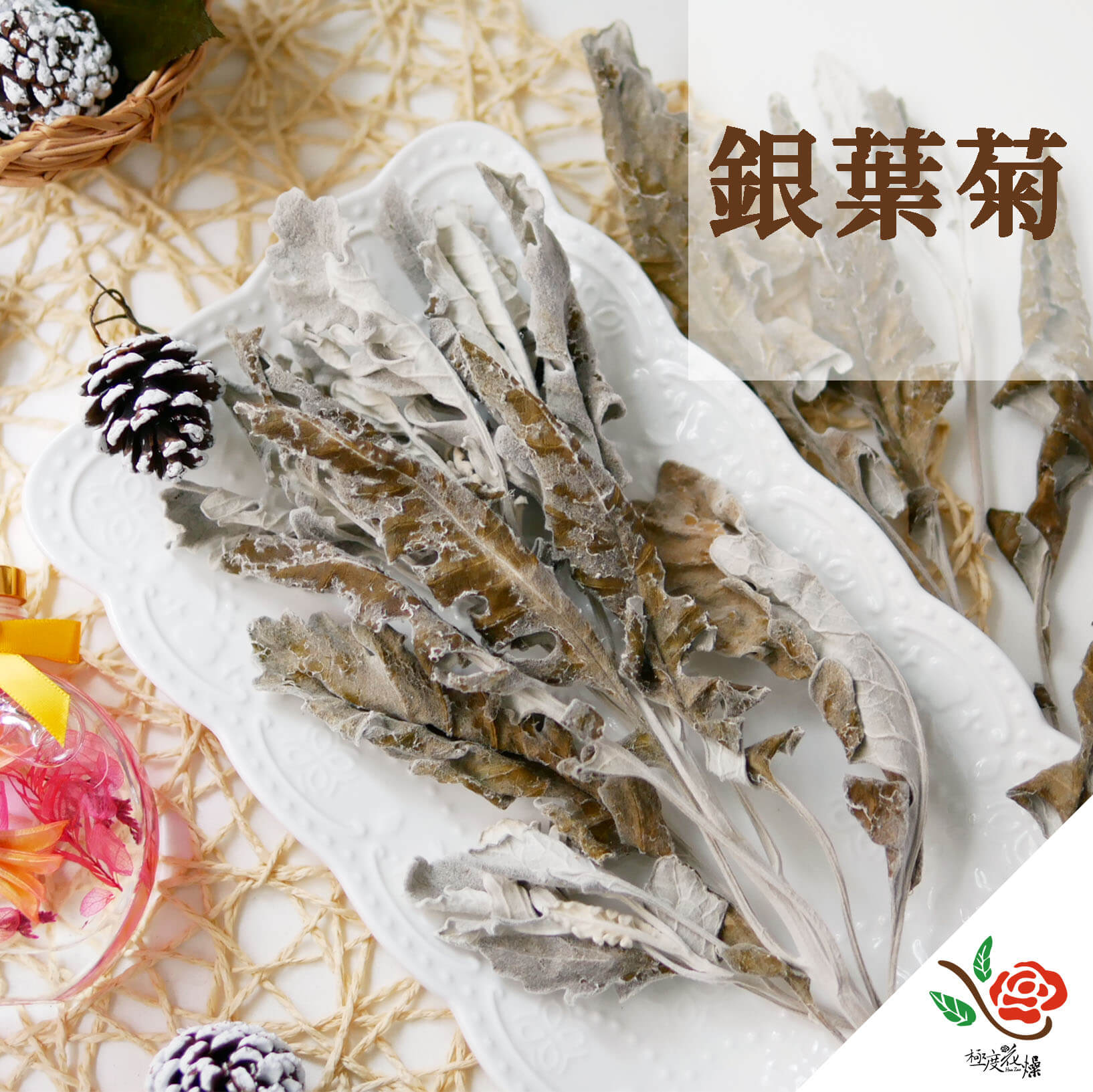 封面_銀葉菊21