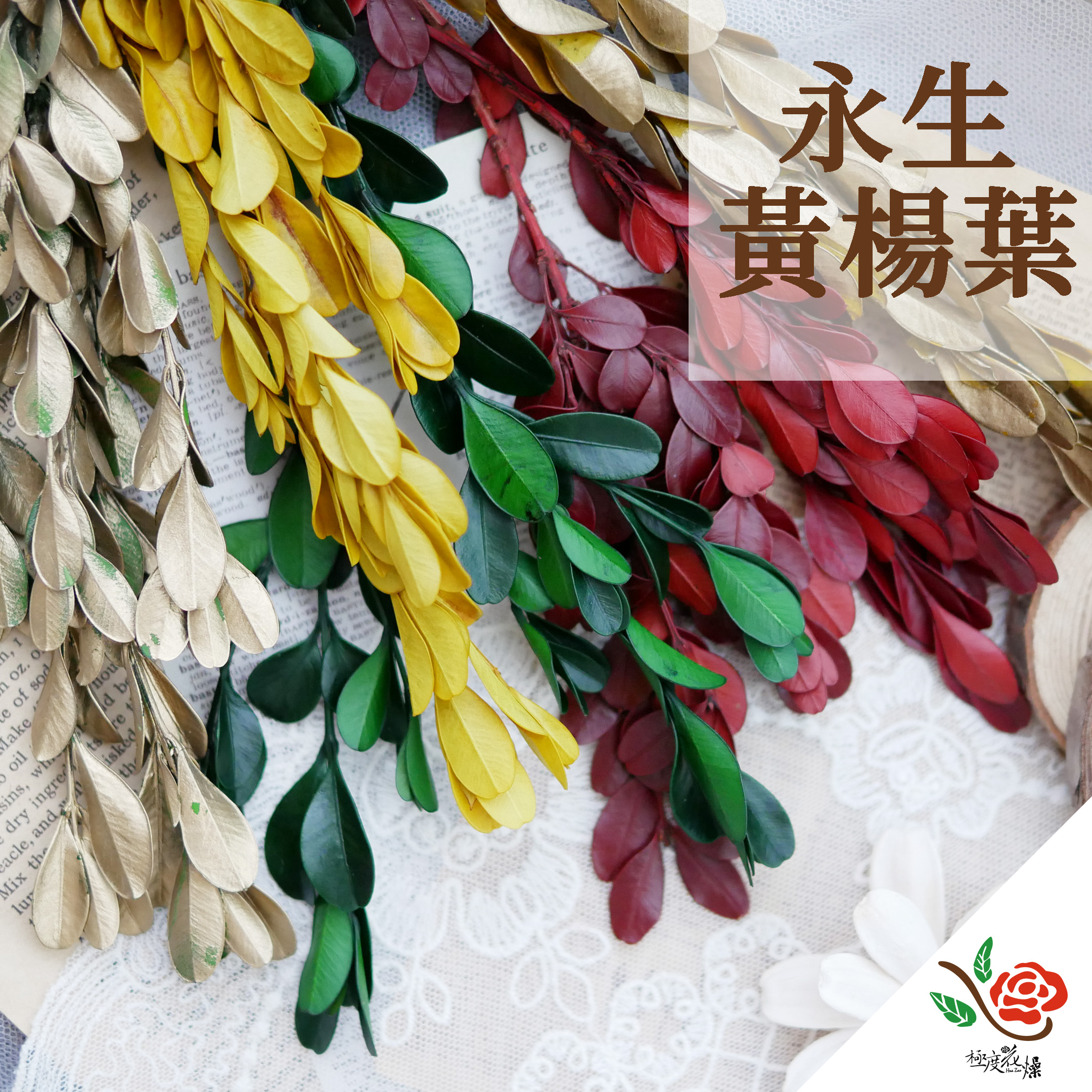 封面分裝_黃楊葉 拷貝