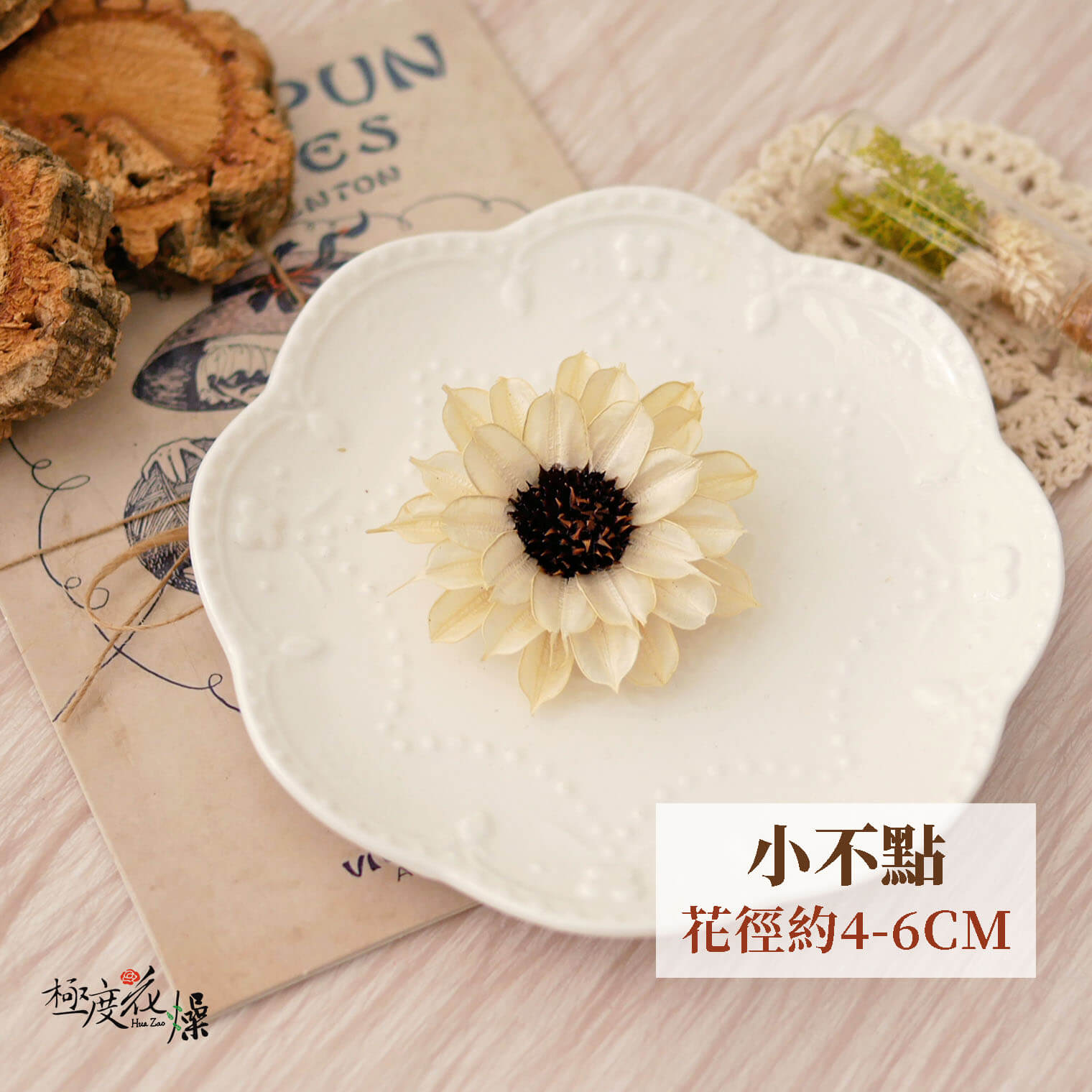 小不點_荷蘭菊 拷貝