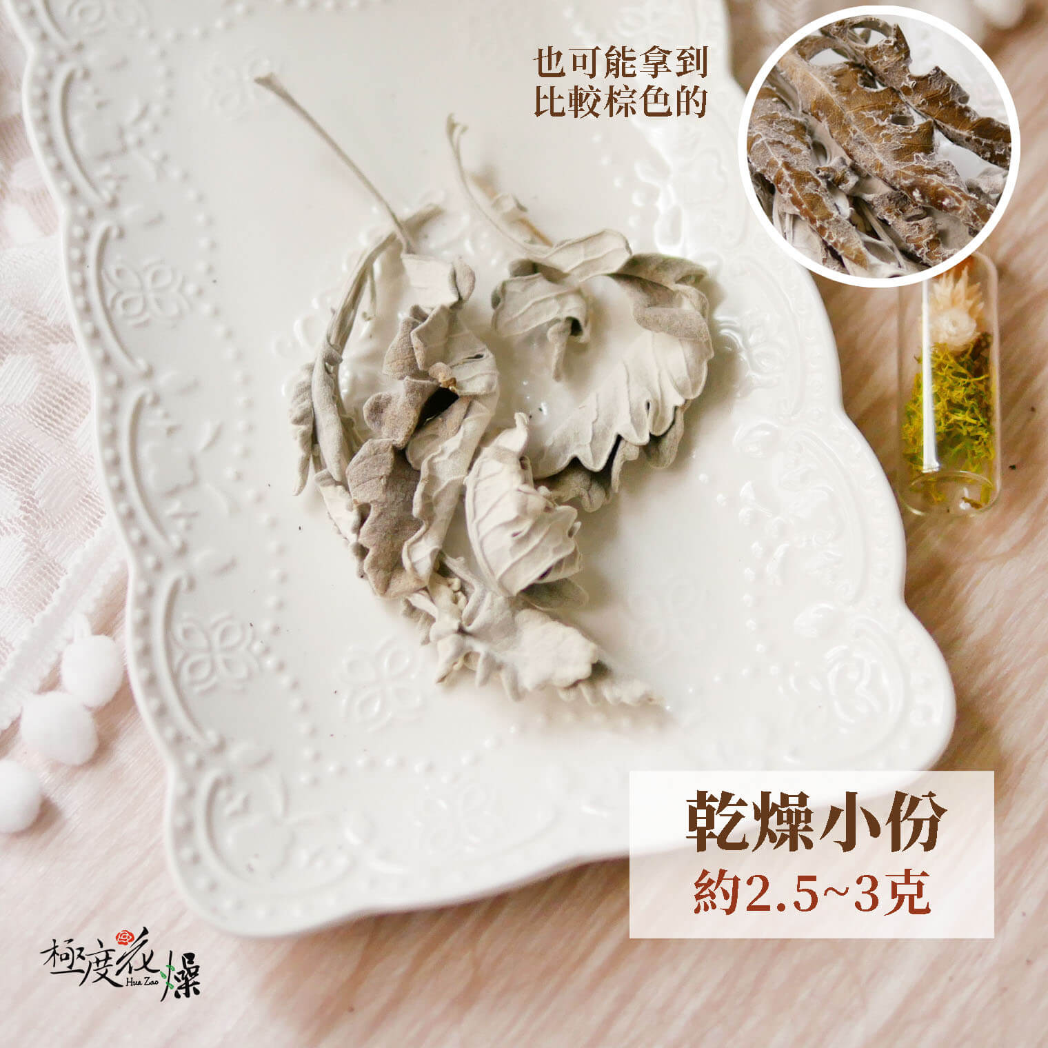 小份乾燥_銀葉菊 拷貝