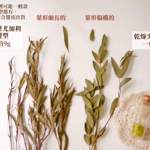 尖葉規格 _乾燥尖葉尤加利