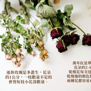 差別 _乾燥玫瑰