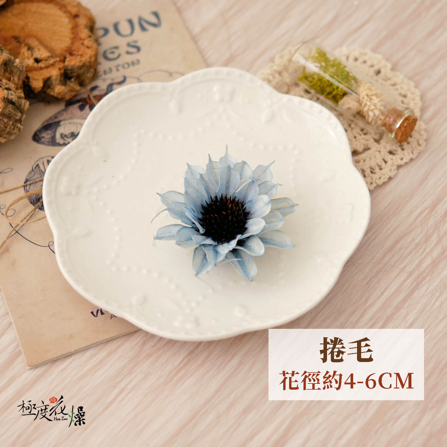 捲毛_荷蘭菊 拷貝