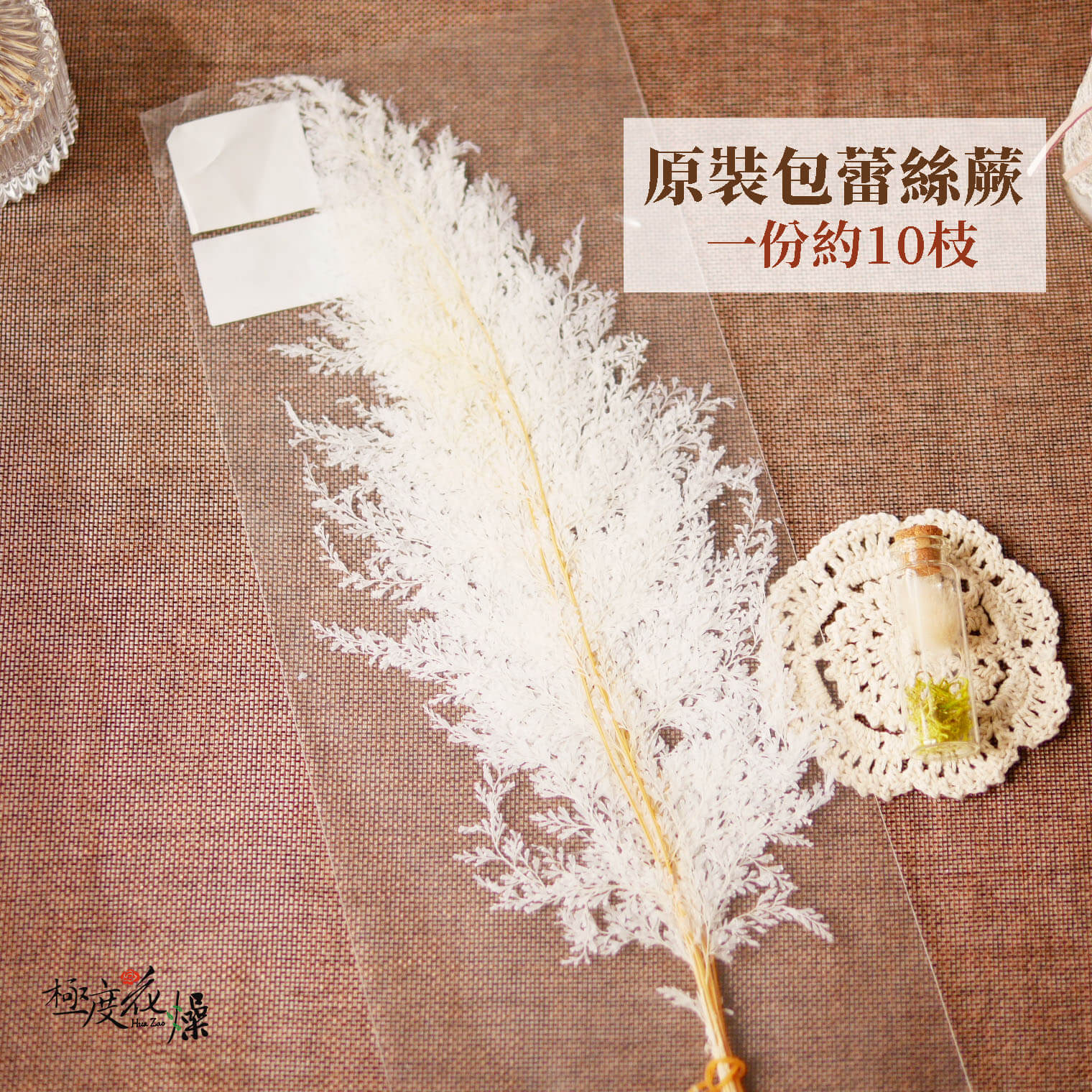 整包單選_蕾絲蕨