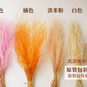 整包色一_羽毛草 拷貝_21