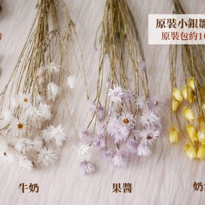 整包規格_小銀雛菊 拷貝