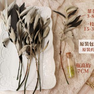 整包規格_永生醉魚草 拷貝