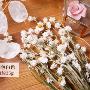 整包規格_白色洋甘菊 拷貝