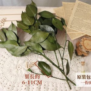 整包規格_茶花葉 拷貝