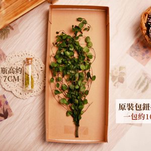 整包規格_鈕扣藤 拷貝