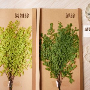 整包規格_鐵線蕨 拷貝