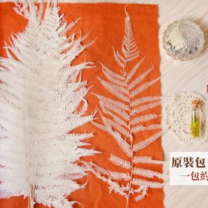 整包規格_長葉蕨 拷貝
