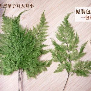 整包規格_麗莎蕨 拷貝