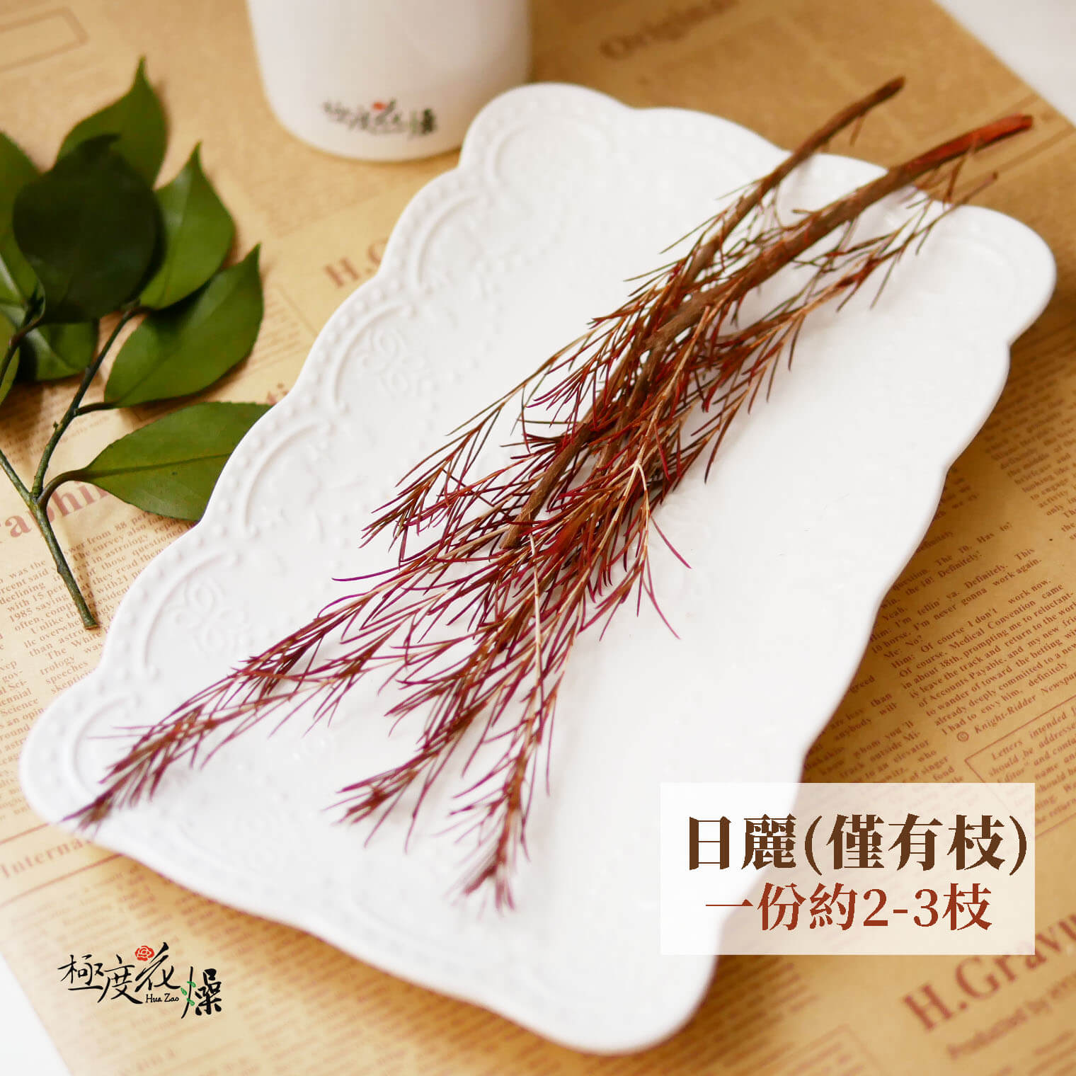 日麗 _永生臘梅