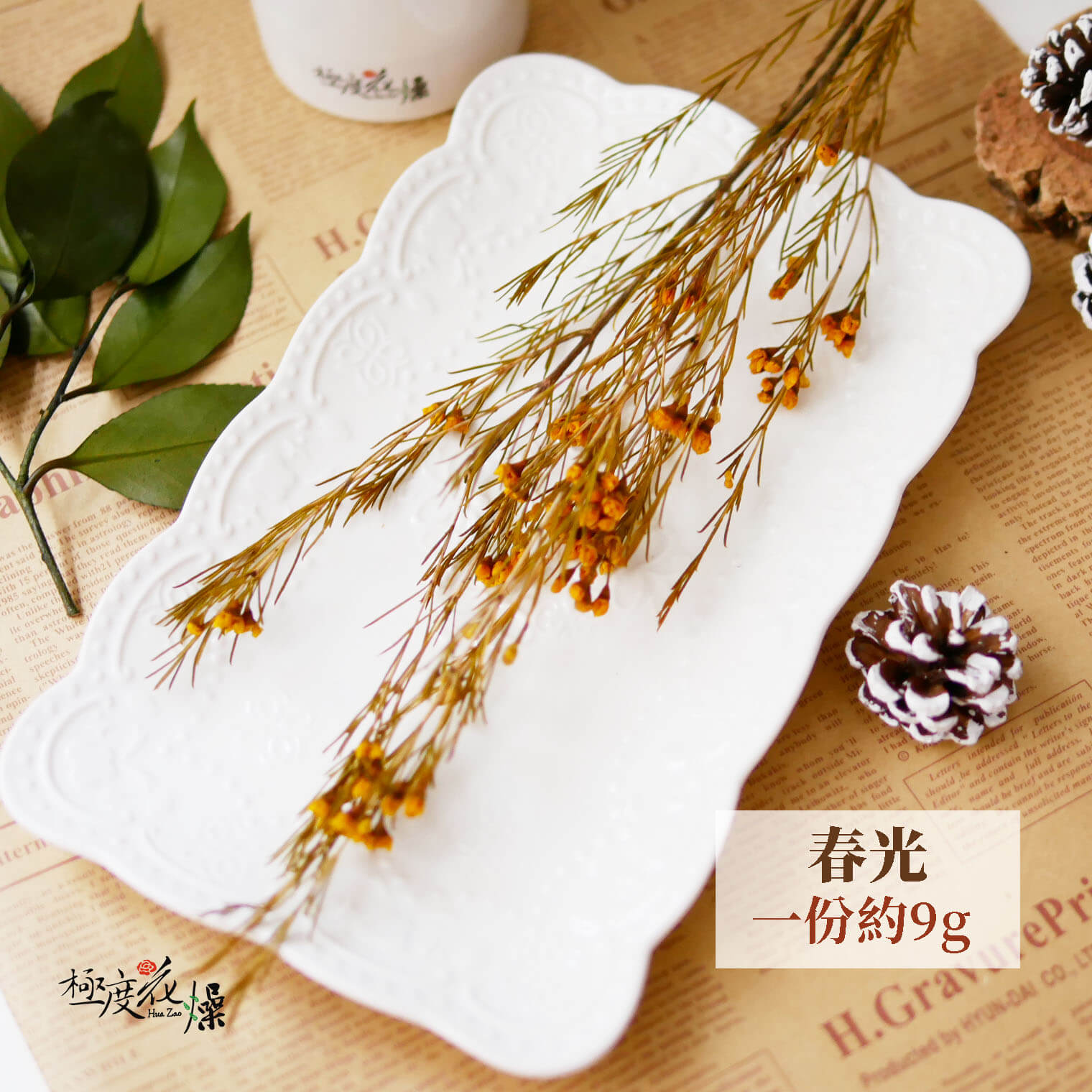 春光 _永生臘梅