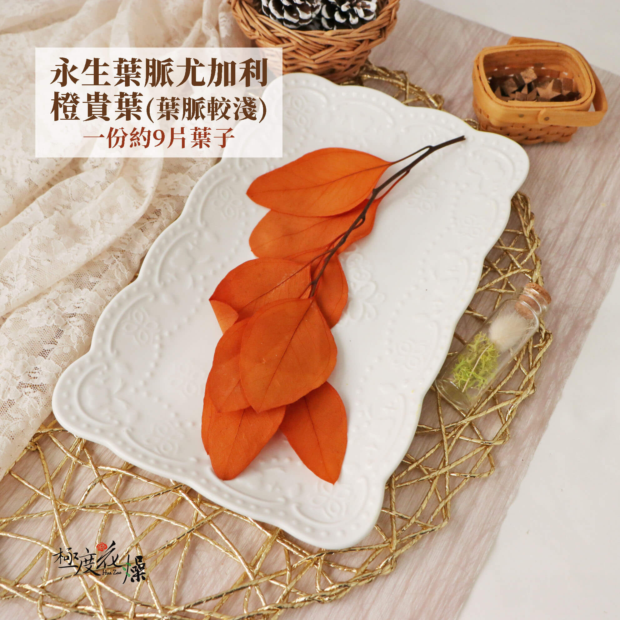 橙貴葉 _永生葉脈尤加利
