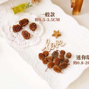 比較 _木麻黃