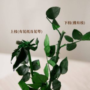 比較_永生玫瑰莖 拷貝
