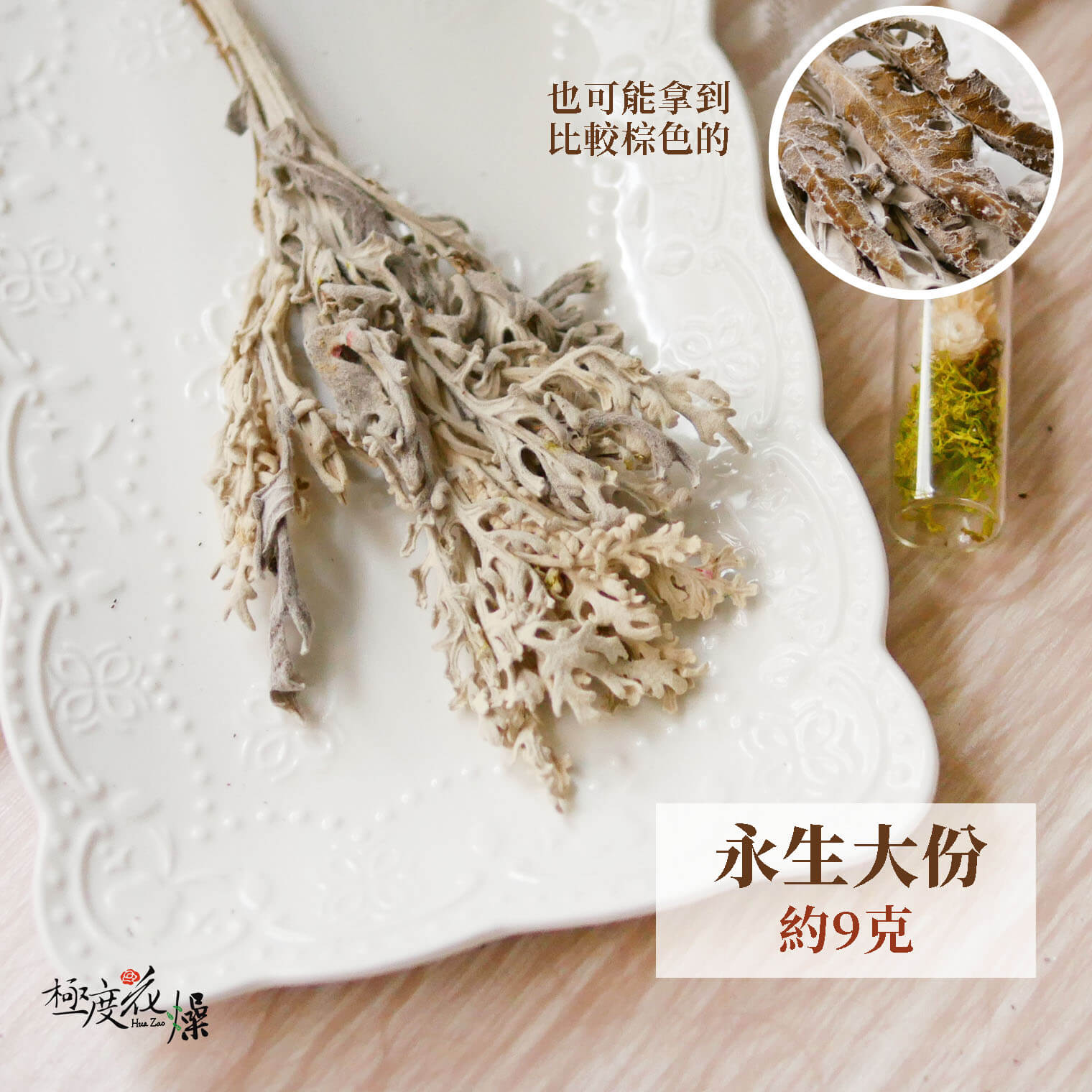 永生大份_銀葉菊 拷貝