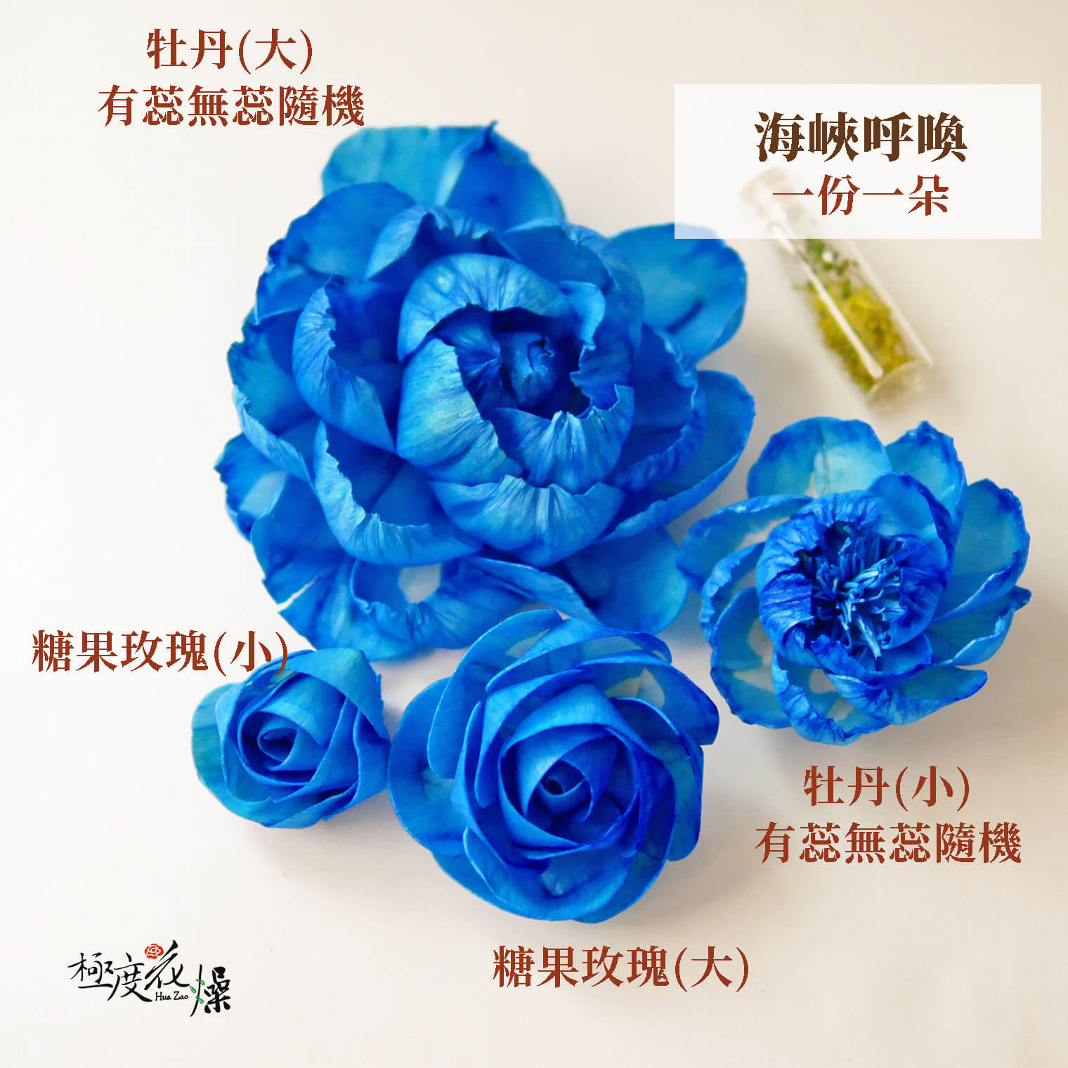 海峽呼喚_水染蓪草花