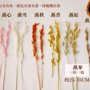 燕麥規格_小麥麥穗 拷貝4