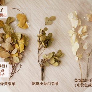 白栗葉規格二_白栗葉 拷貝