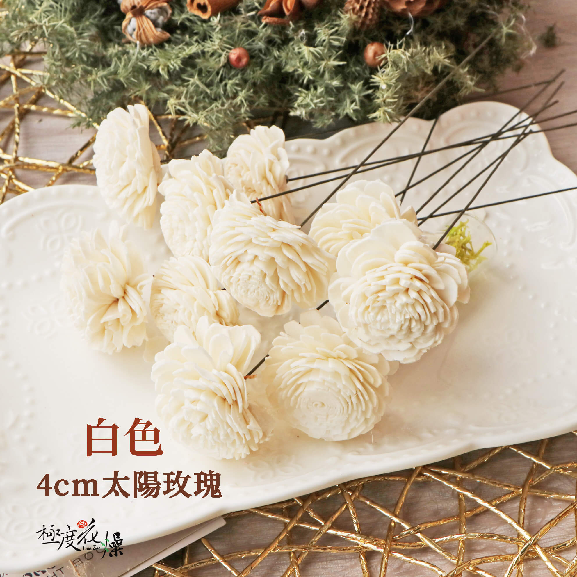 白色_4太陽玫瑰