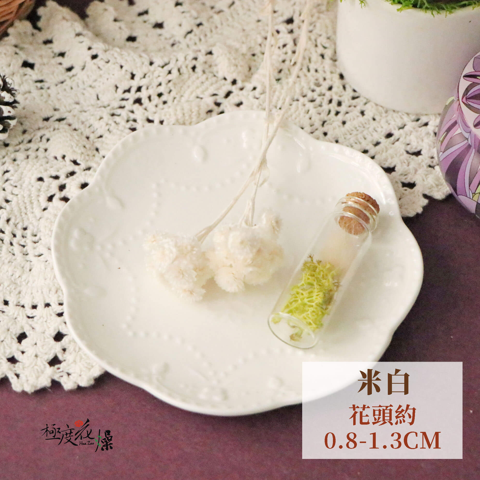 米白_蠟菊