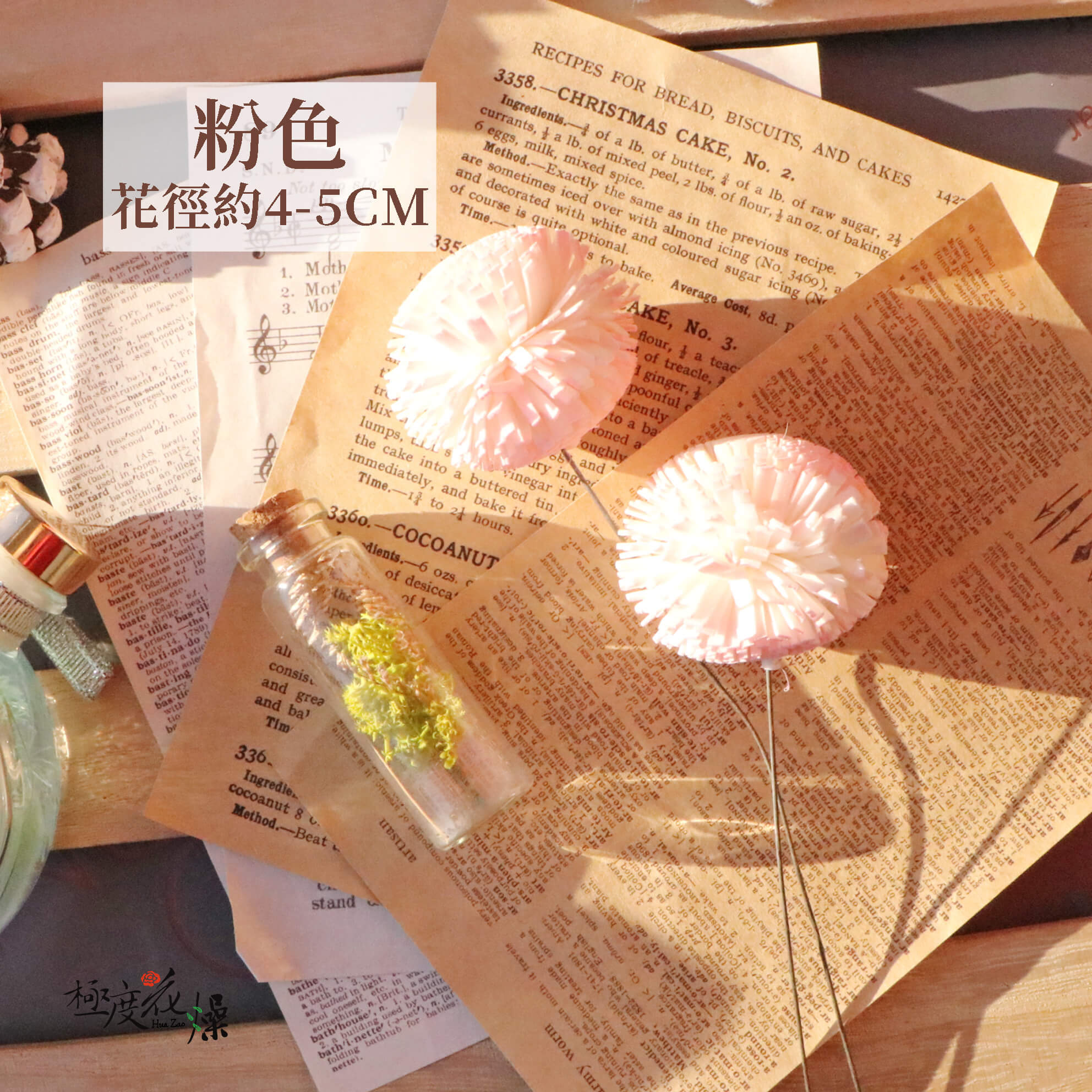 粉色_乒乓菊