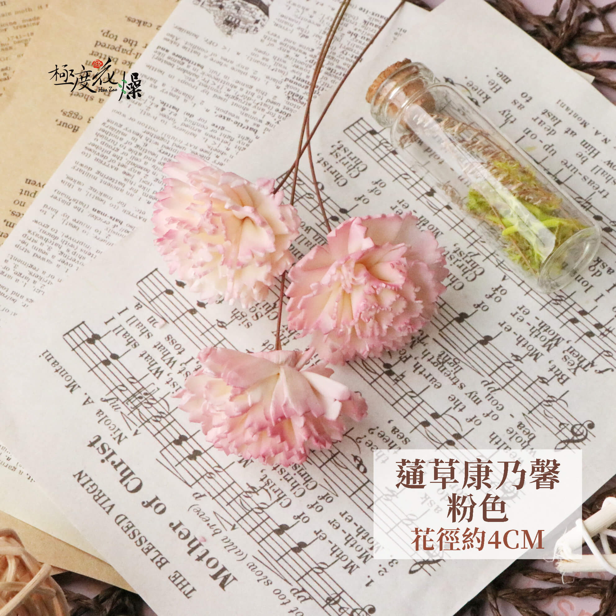 粉色_通草康乃馨