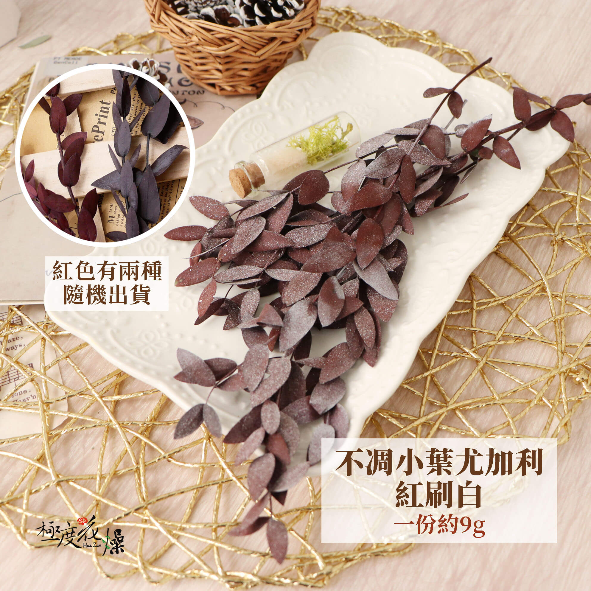 紅刷白_不凋小葉尤加利 拷貝