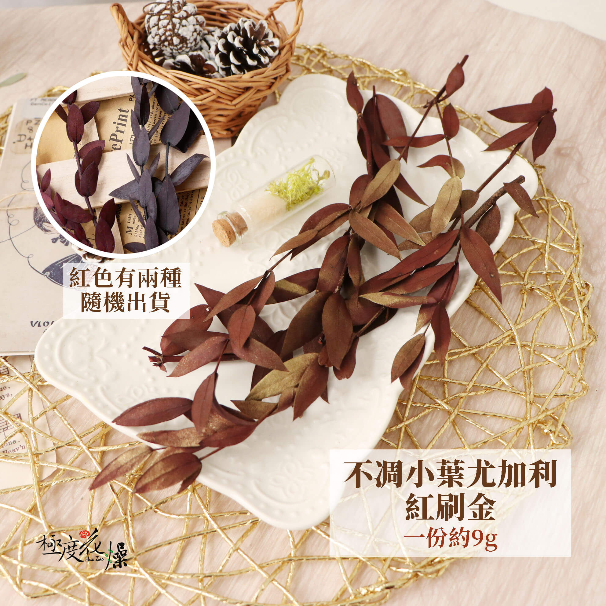 紅刷金_不凋小葉尤加利 拷貝