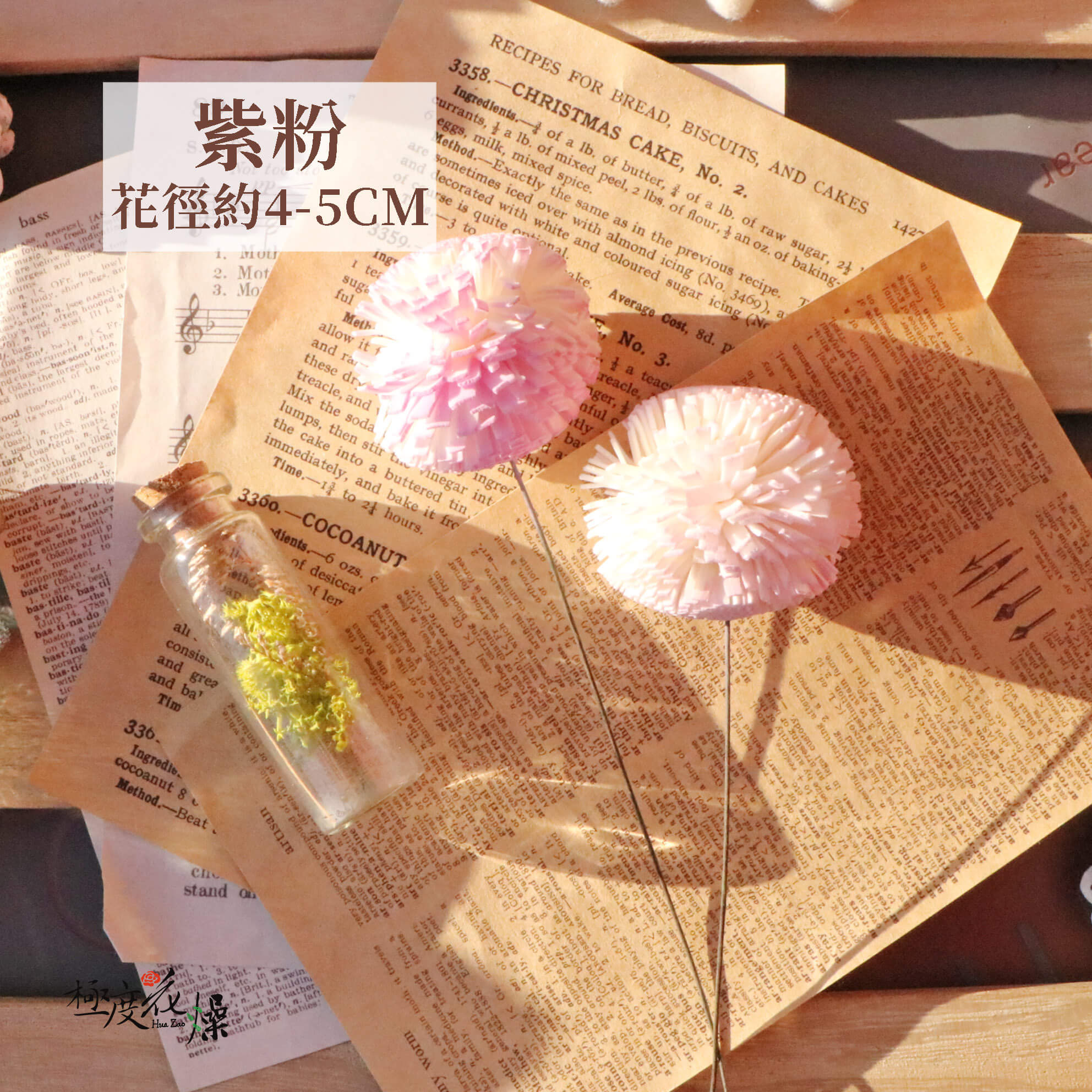 紫粉_乒乓菊