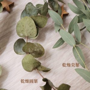 綜三 _乾燥尖葉尤加利