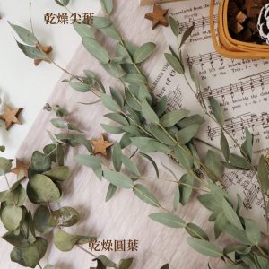 綜二 2_乾燥圓葉尤加利